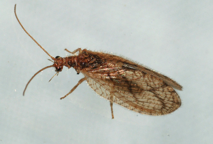 Micromus angulatus